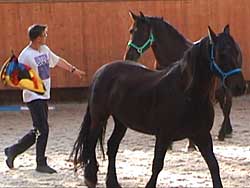 HorseDream Weekend