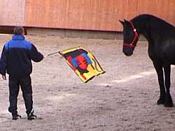 HorseDream Pro Business
