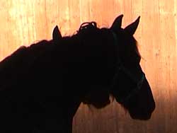 Horse Assisted Personal Development