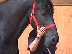 Team horse sense