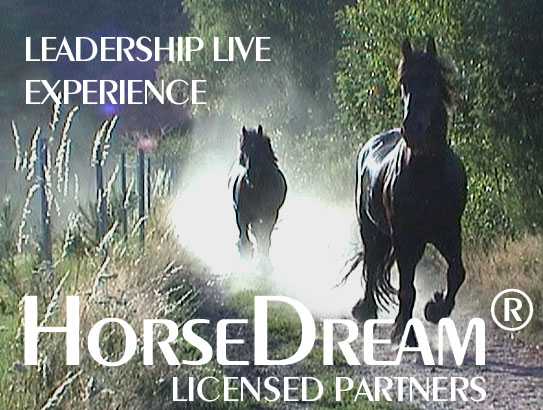 HaorseDream Partners