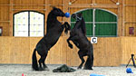 Video Intuition. Seminar mit Pferden als Trainer.