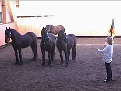 Face to face with horses