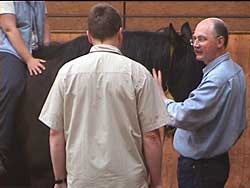 Pferd und Management