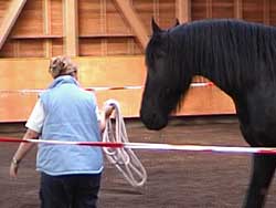 Pferd F�hrung Picadero