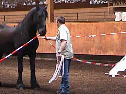 Pferd im Picadero