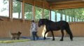 Horse Assisted Education: Reaching Goals