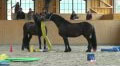 Horse Assisted Education: Integral HorseMapping