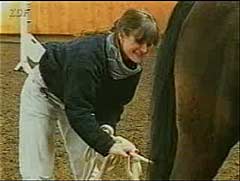 zdf-zhand.jpg (7681 Byte)